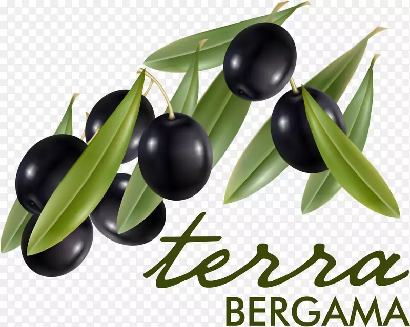 橄榄油Yukarıkırıklar k yü橄榄枝Bergama-橄榄