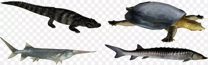 陆生动物恐龙野生鱼类-长江