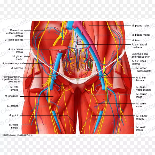 腹部神经解剖腹壁人体手臂
