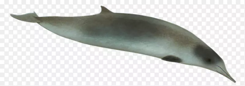 图库溪海豚铲-齿鲸、银杏齿、喙状鲸带-齿鲸-里索海豚