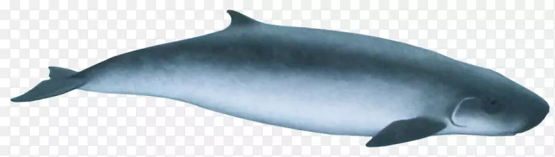 普通宽吻海豚短喙普通海豚图库溪粗齿海豚白嘴海豚-里索海豚