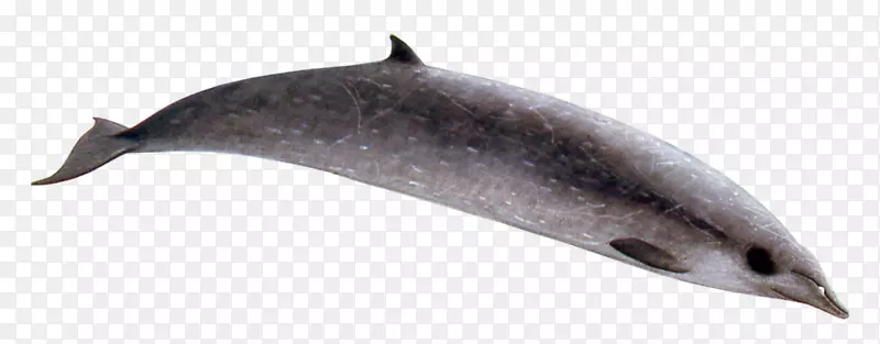 普通宽吻海豚图库溪短喙普通海豚索维尔比的喙鲸灰色的喙鲸-里索的海豚