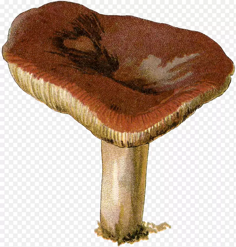 木耳科食用菌药用真菌-蘑菇