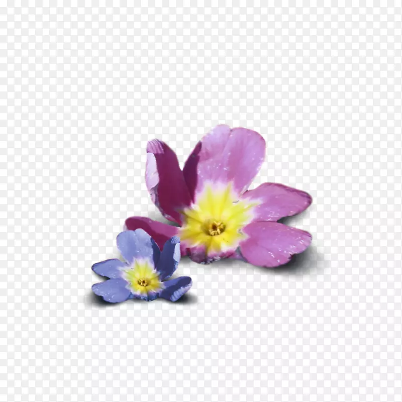 樱花科紫罗兰花飘浮