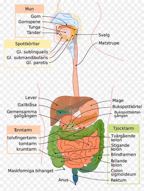 胃肠道消化人消化系统横结肠医学.消化