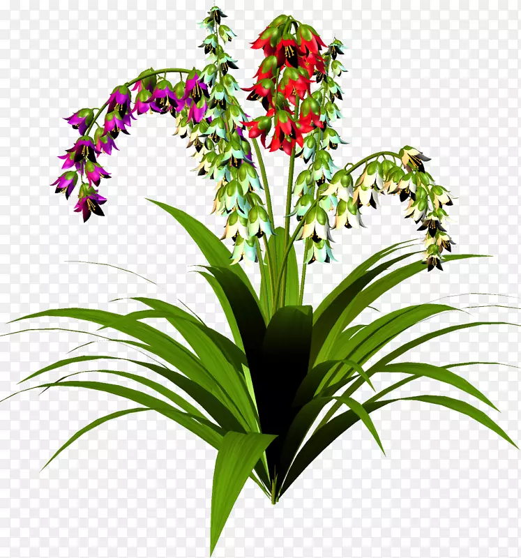 古兹马尼亚‘Ostara’溴化木耳植物-植物
