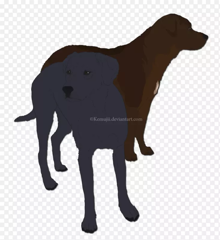 拉布拉多猎犬扁衣猎犬繁殖鼻拉布拉多犬