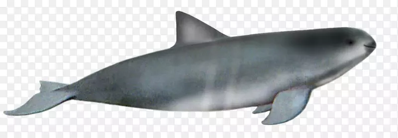 鲨鱼，海洋生物，海豚-里索的海豚