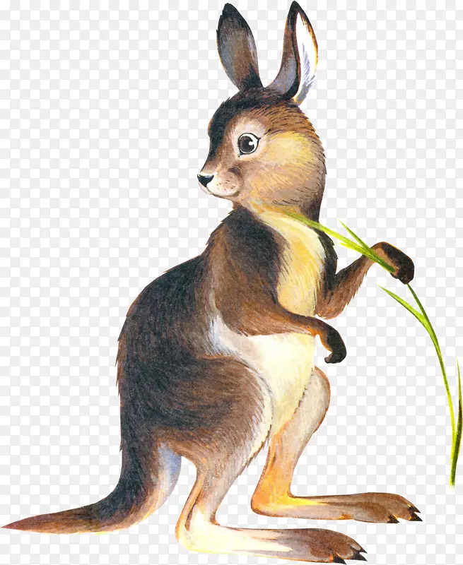袋鼠国内兔画夹艺术-袋鼠