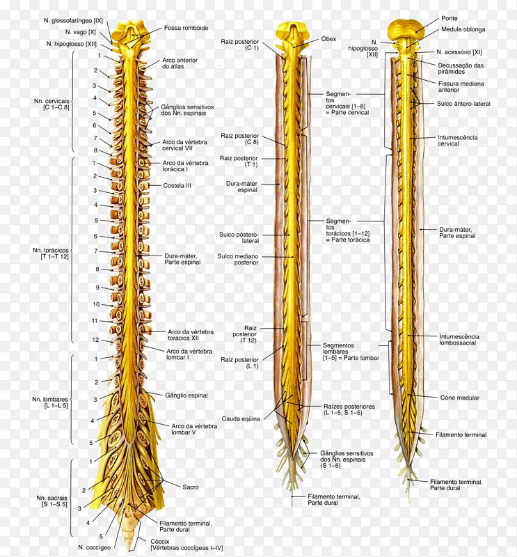 解剖脊髓神经系统延髓神经