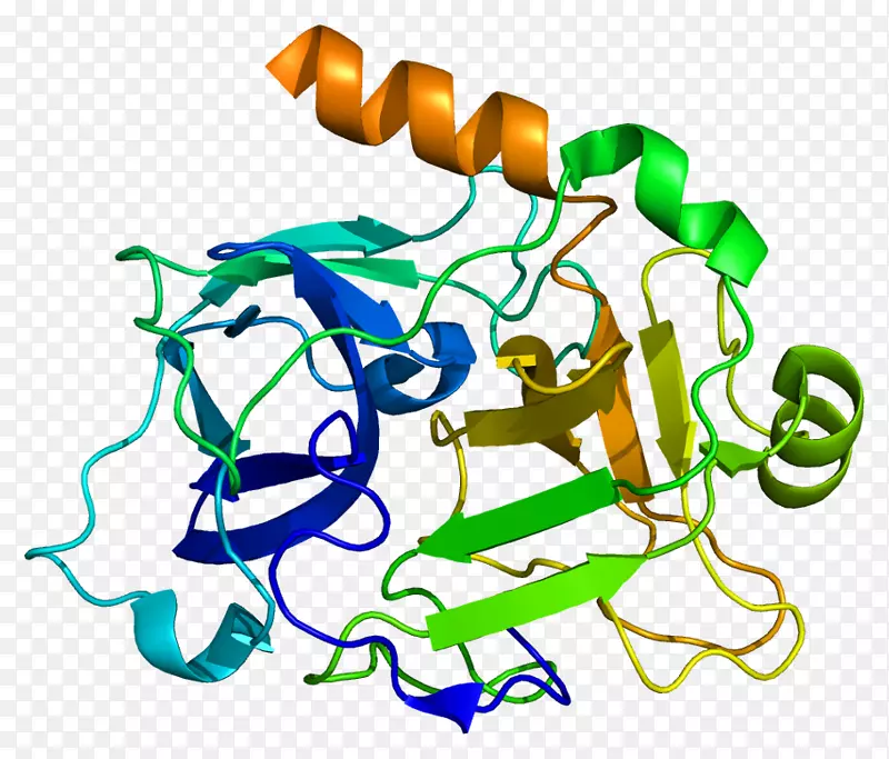 高分子量激肽原前激肽释放酶分子-分子