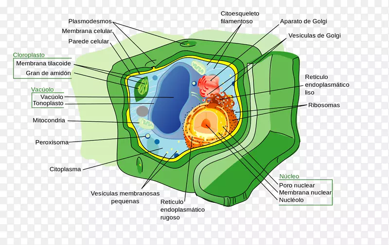 植物细胞核细胞壁-植物解剖