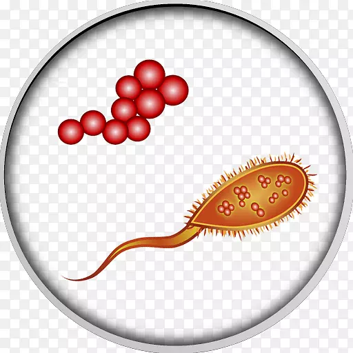 人肠道菌群肠胃胀气-细菌