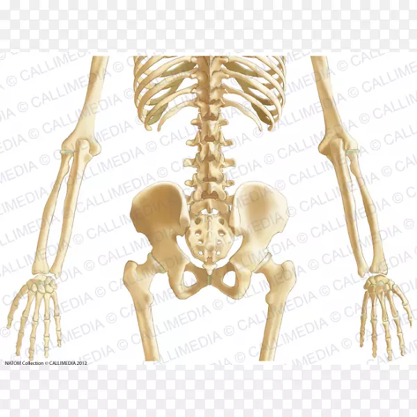 骨盆骨腹解剖韧带-腹部解剖