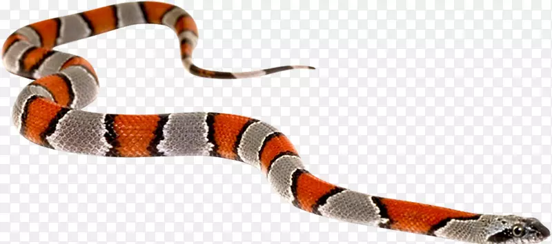 大毒蛇，绿蟒蛇，西部菱形响尾蛇-蛇