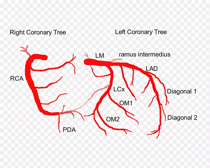 冠状动脉左冠状动脉心脏解剖-心脏