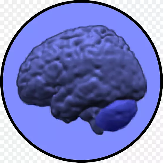 脑小脑神经成像智力灰质脑