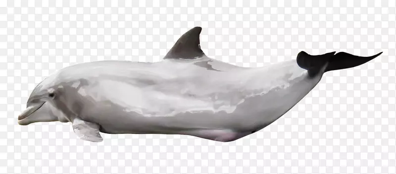 图库溪普通宽吻海豚海洋海豚