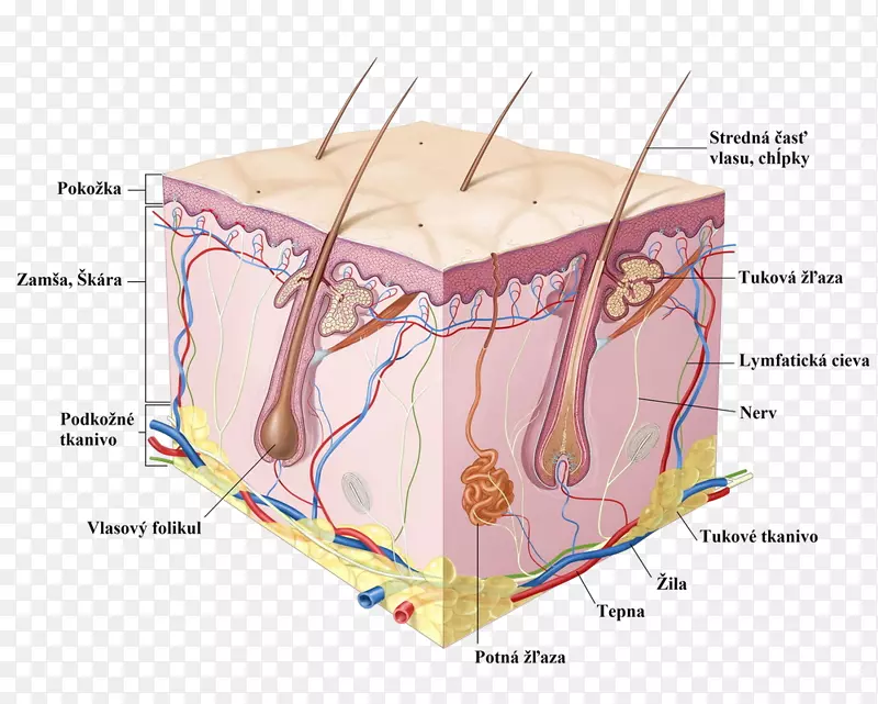 人体皮肤细胞表皮解剖-身体各部分