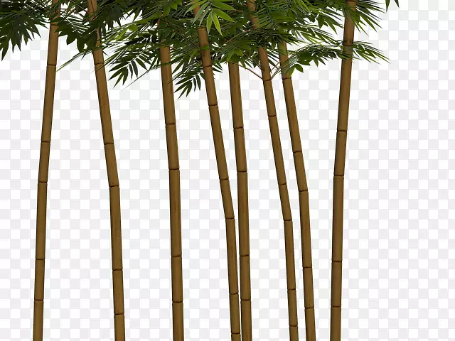 热带木本竹子亚洲棕榈属植物班布·库宁植物