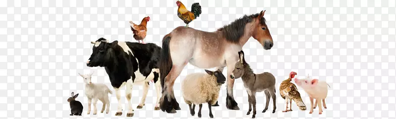 牧羊场牲畜群摄影牛.动物