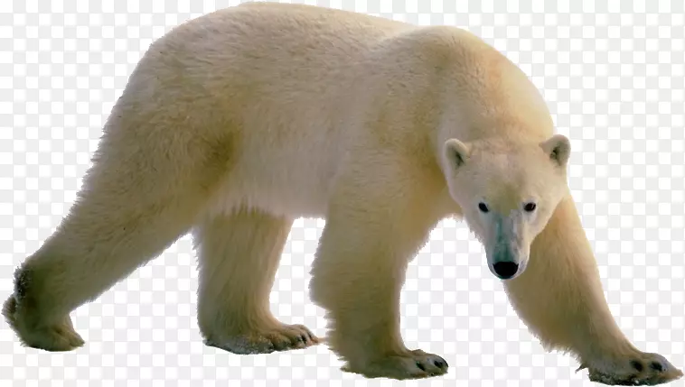 北极熊棕熊剪贴画-北极熊