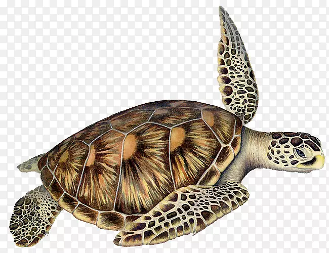箱形海龟甲鱼海龟爬行动物-鹰嘴海龟