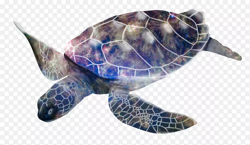 甲鱼海龟箱海龟皮龟海龟-海龟