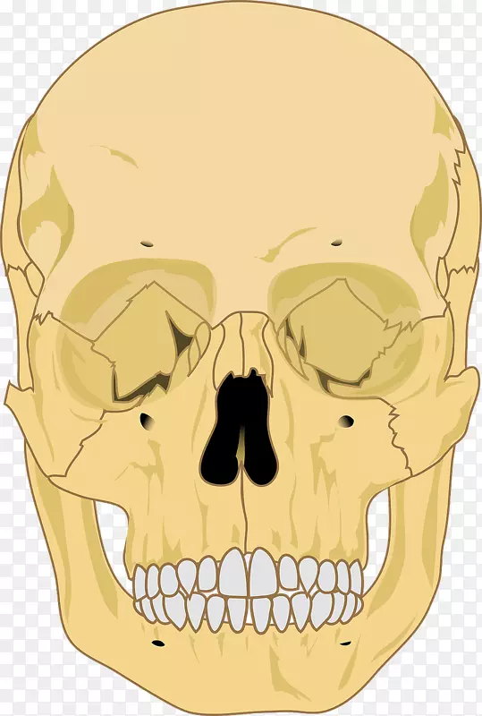 人体骨骼-颅骨解剖-颅骨
