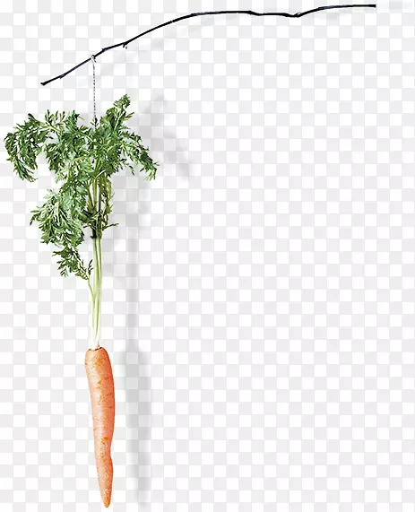植物茎-胡萝卜创意