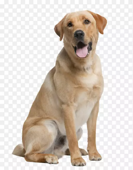 拉布拉多猎犬金毛猎犬纽芬兰犬品种-金毛猎犬