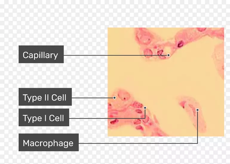 肺泡巨噬细胞肺泡细胞肺显微镜