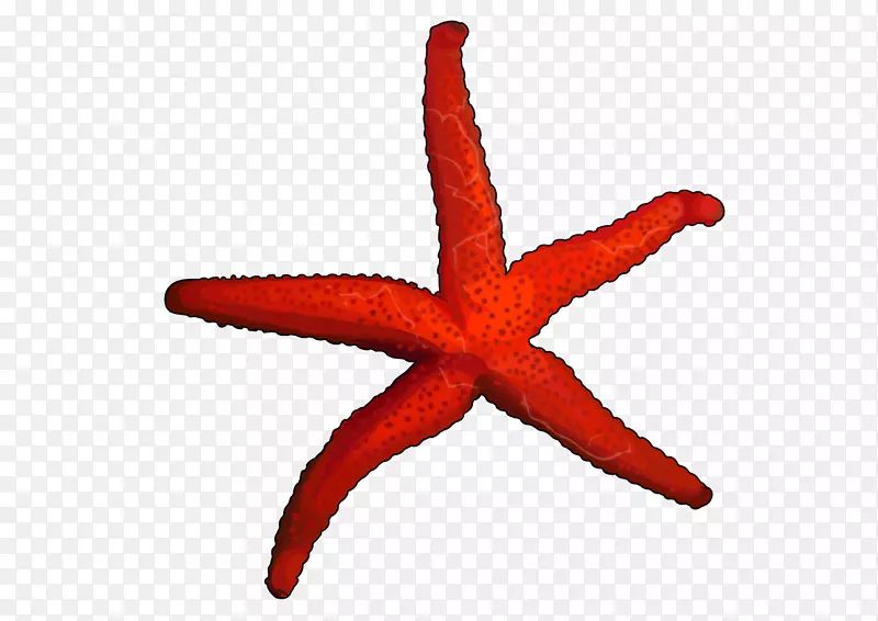 海星水母棘皮动物无脊椎动物海星