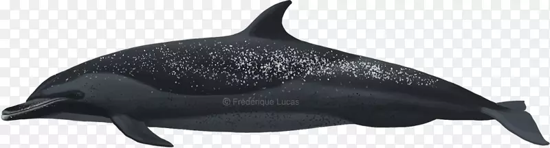 普通宽吻海豚粗齿海豚图库溪泛热带斑点海豚