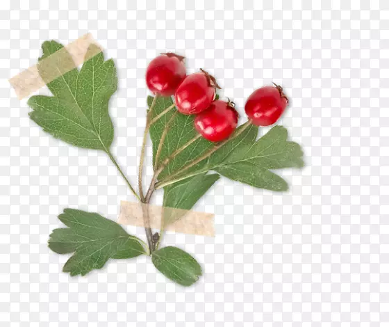 山楂(Crataegus Laevigata)玫瑰莓属草本植物刺、刺和刺