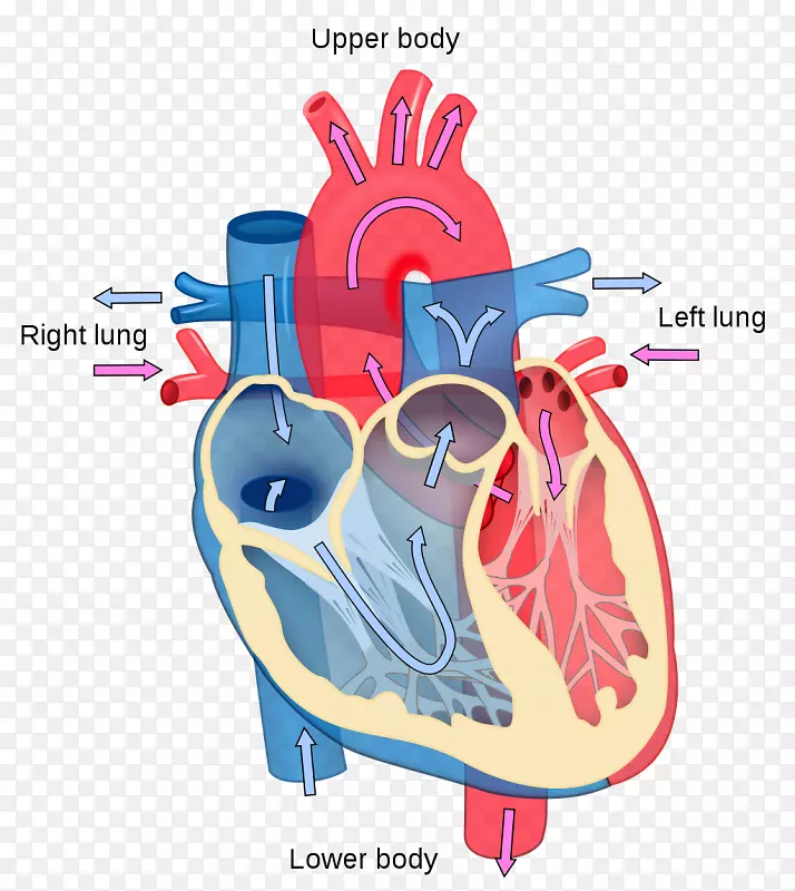 心脏图解剖人体循环系统-心脏