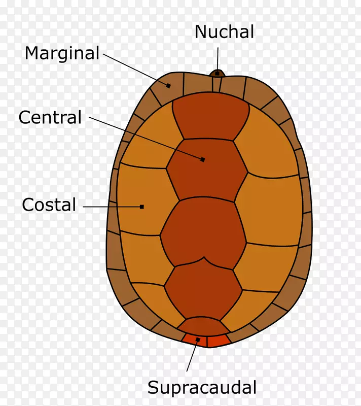 甲壳爬行动物佛罗里达盒龟-海龟