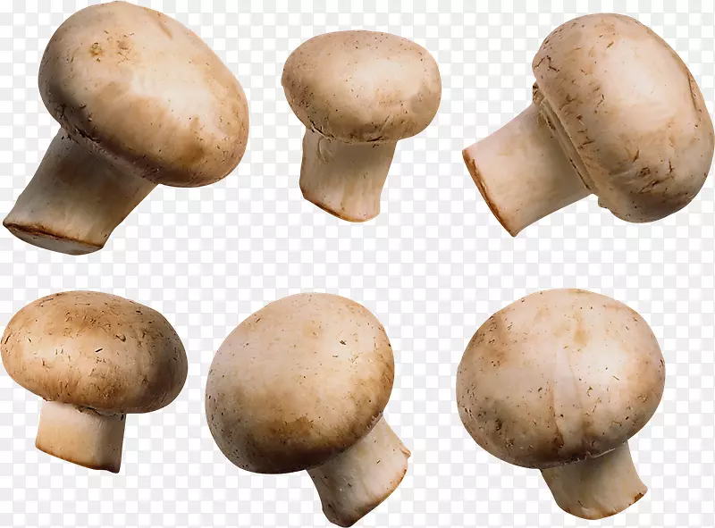 普通蘑菇真菌-蘑菇
