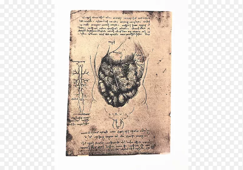 列奥纳多·达芬奇的笔记本解剖纸传真-莱昂纳多·达芬奇