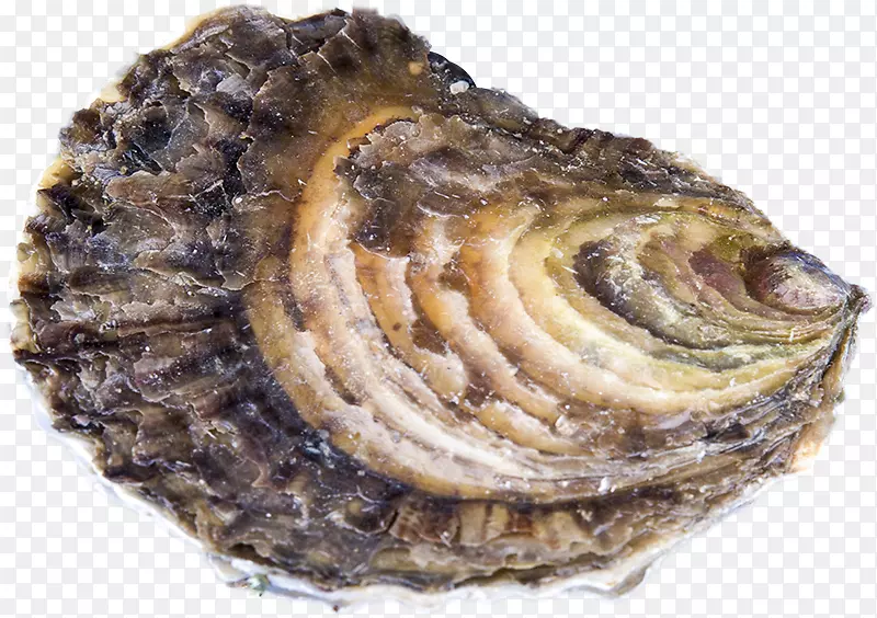牡蛎养殖牡蛎