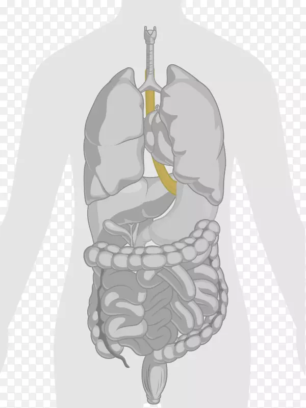 人体解剖胃肠道肺