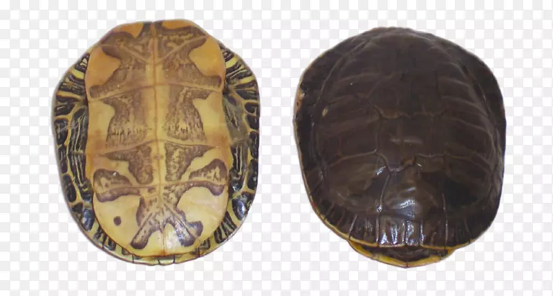 盒形海龟-涂过漆的海龟