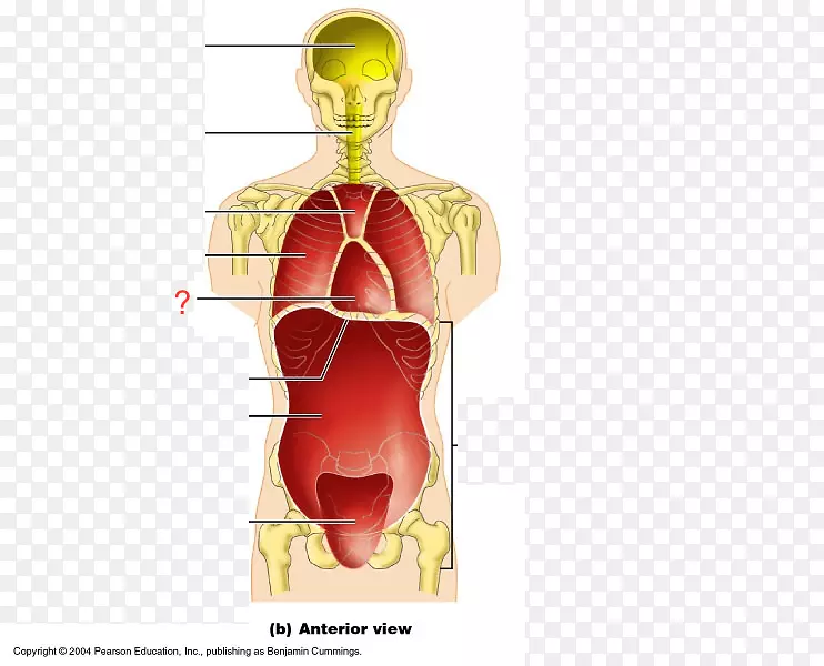 腹侧体腔解剖冠状面人体-心包