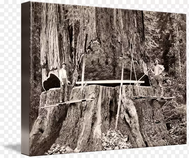 树干画廊包帆布洪堡县，加州海岸红杉-巨型红杉