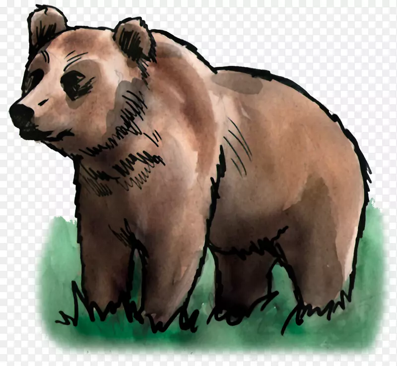 熊陆生动物鼻子野生动物-熊