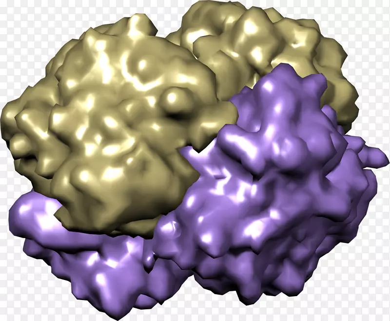 血红蛋白有机体化学家氧紫