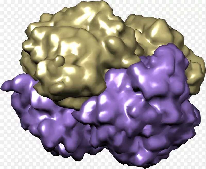 血红蛋白有机体化学家氧紫