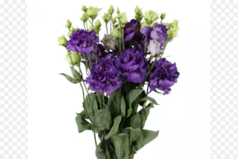 紫草原龙胆花型切花.紫色