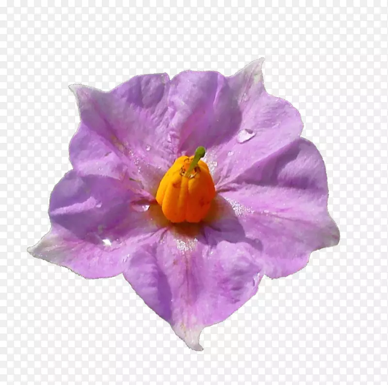 紫番红花科