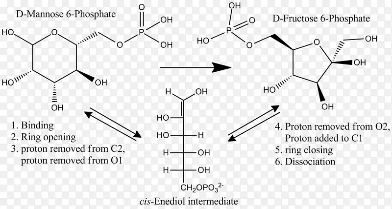 甘露糖磷酸异构酶6-磷酸葡萄糖-6-磷酸异构酶异构化